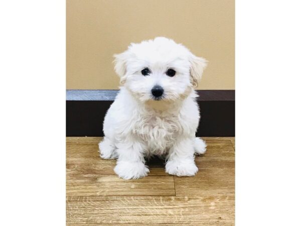 Maltese DOG Female White 1568 Petland Florence, Kentucky