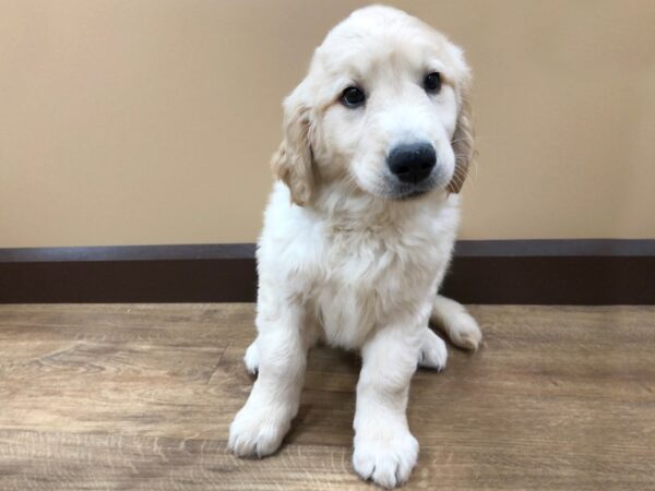 Golden Retriever DOG Male Golden 1564 Petland Florence, Kentucky