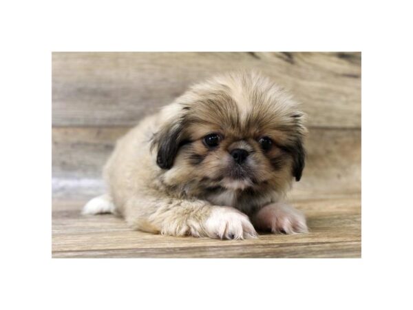 Pekingese-DOG-Female-Fawn Sable-1559-Petland Florence, Kentucky