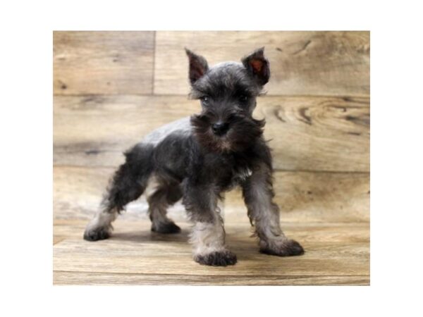 Miniature Schnauzer DOG Male Black / Silver 1560 Petland Florence, Kentucky