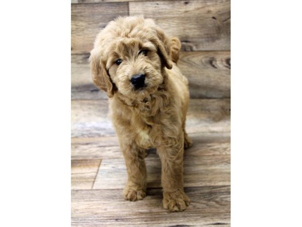 Goldendoodle DOG Female Red 1561 Petland Florence, Kentucky