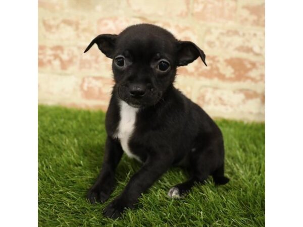 Chiweenie-DOG-Female-Black-1569-Petland Florence, Kentucky