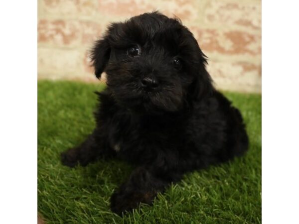 Maltipoo-DOG-Male-Black-1570-Petland Florence, Kentucky