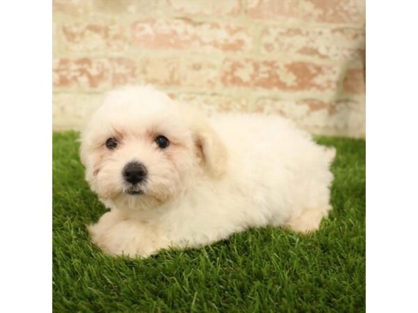 Bichon Frise DOG Female White 1571 Petland Florence, Kentucky