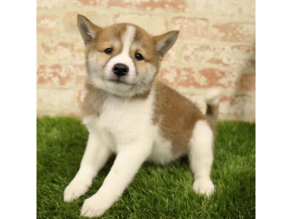 Shiba Inu-DOG-Male-Red Sesame-1572-Petland Florence, Kentucky