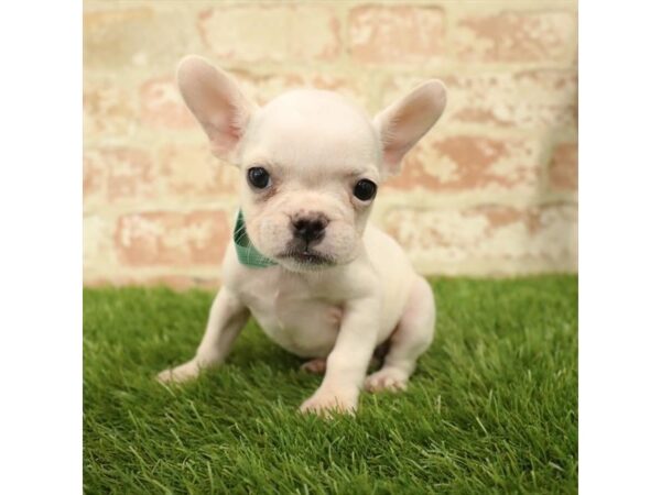 French Bulldog DOG Female White 1573 Petland Florence, Kentucky