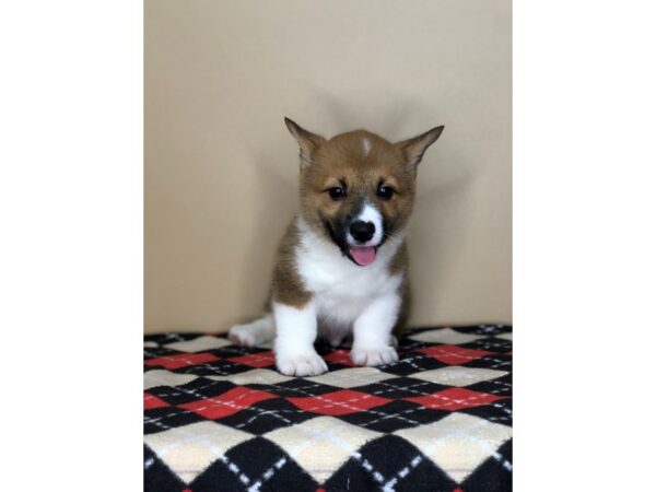 Pembroke Welsh Corgi DOG Male red white 1562 Petland Florence, Kentucky