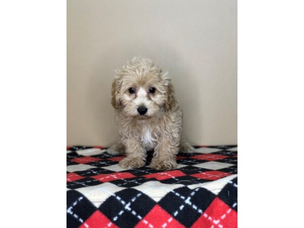 Poodle DOG Male Cream 1563 Petland Florence, Kentucky