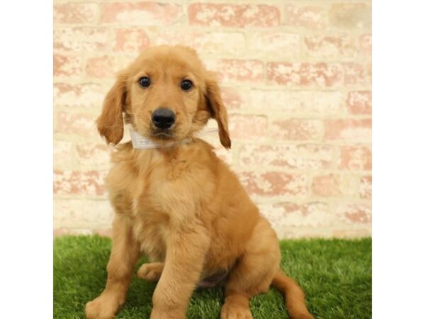 Golden Retriever DOG Male Dark Golden 1575 Petland Florence, Kentucky