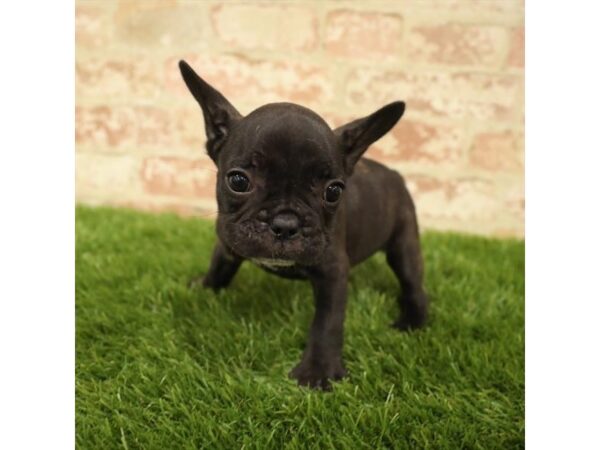 French Bulldog DOG Female Brindle 1576 Petland Florence, Kentucky