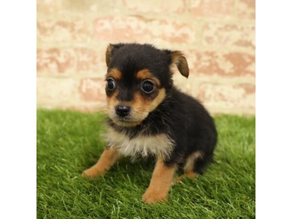 Yorkshire Terrier DOG Female Black / Tan 1577 Petland Florence, Kentucky