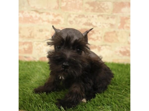 Miniature Schnauzer DOG Male Black / White 1578 Petland Florence, Kentucky