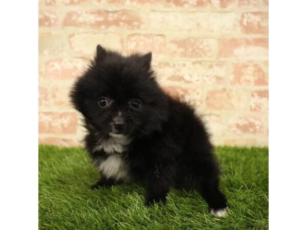 Pomeranian DOG Male Black 1579 Petland Florence, Kentucky