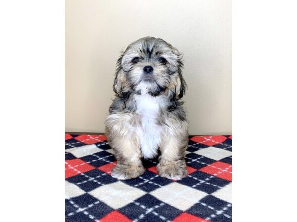 Shih Tzu/Lhasa Apso-DOG-Male-Gold / White-1580-Petland Florence, Kentucky