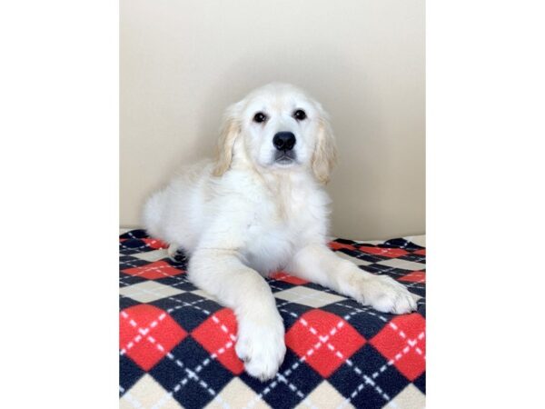 Golden Retriever DOG Female Golden 1581 Petland Florence, Kentucky