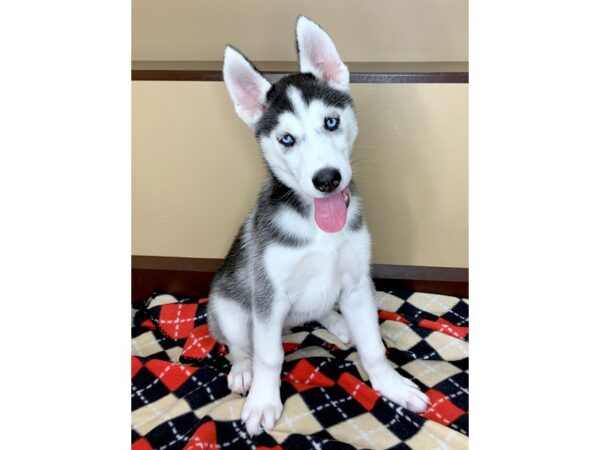 Siberian Husky DOG Female Black / White 1582 Petland Florence, Kentucky