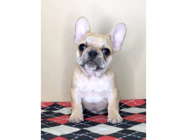 French Bulldog DOG Male Fawn 1583 Petland Florence, Kentucky