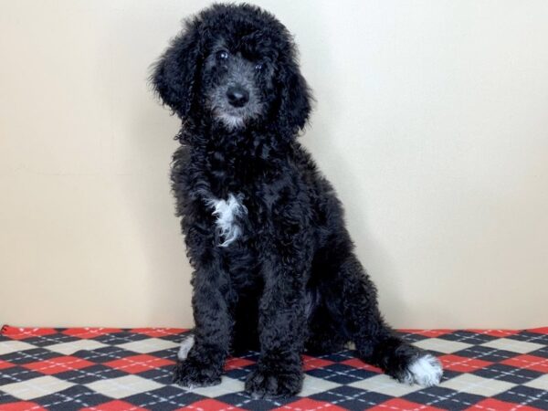 Poodle Standard-DOG-Female-Black-1591-Petland Florence, Kentucky