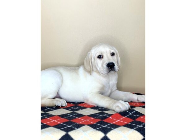 Labrador Retriever-DOG-Male-Yellow-1590-Petland Florence, Kentucky