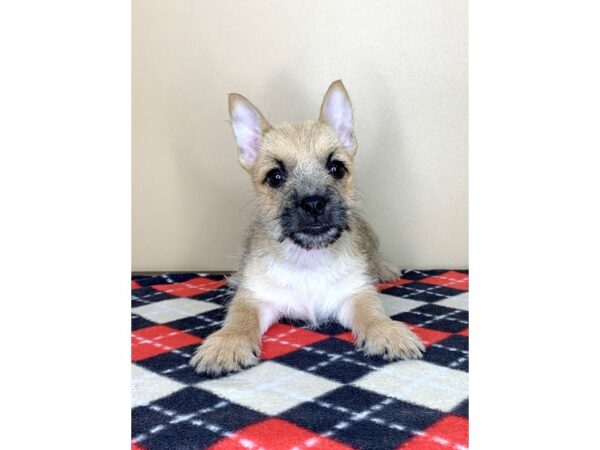 Cairn Terrier-DOG-Male-Wheaten-1588-Petland Florence, Kentucky