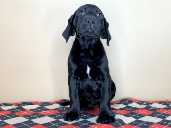 Labrador Retriever DOG Male Black 1587 Petland Florence, Kentucky