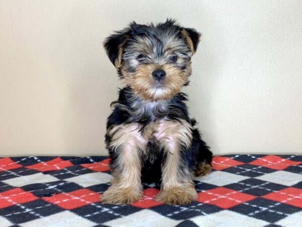 Yorkshire Terrier-DOG-Male-Black / Tan-1586-Petland Florence, Kentucky