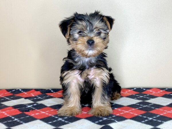 Yorkshire Terrier DOG Male Black / Tan 1586 Petland Florence, Kentucky