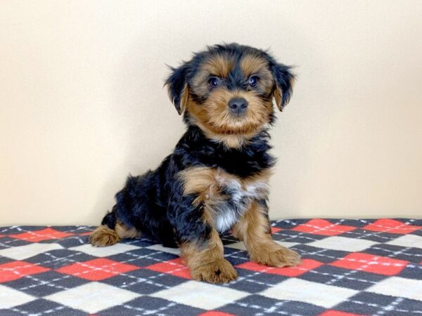 Morkie DOG Male Black / Tan 1585 Petland Florence, Kentucky