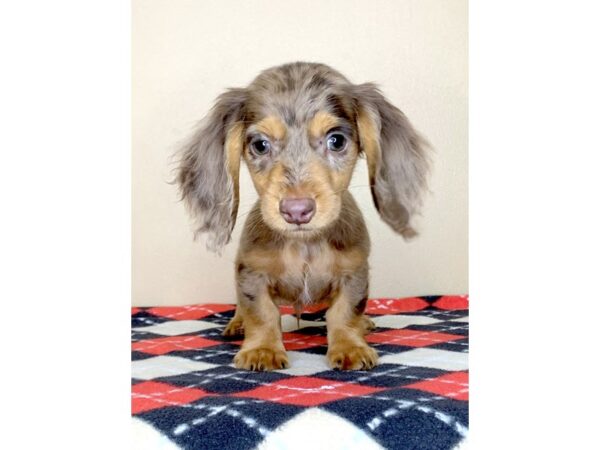 Dachshund DOG Male Chocolate / Tan 1584 Petland Florence, Kentucky