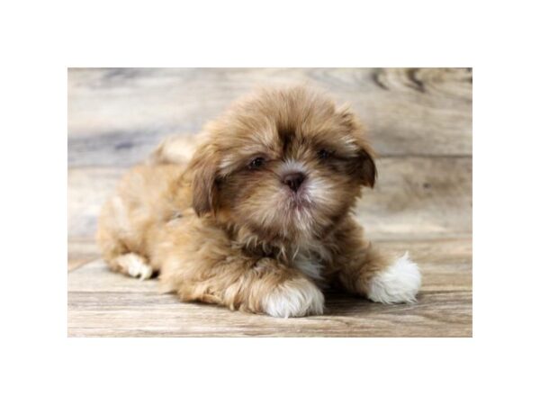 Shih Tzu-DOG-Female-Chocolate Sabled Cream-1592-Petland Florence, Kentucky
