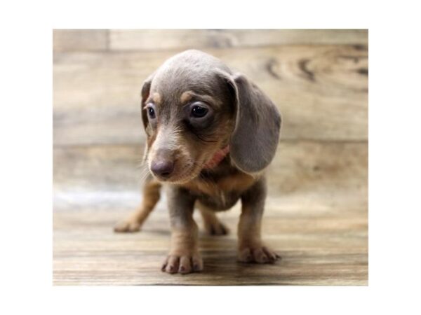 Dachshund-DOG-Male-Fawn (Isabella) / Tan-1593-Petland Florence, Kentucky