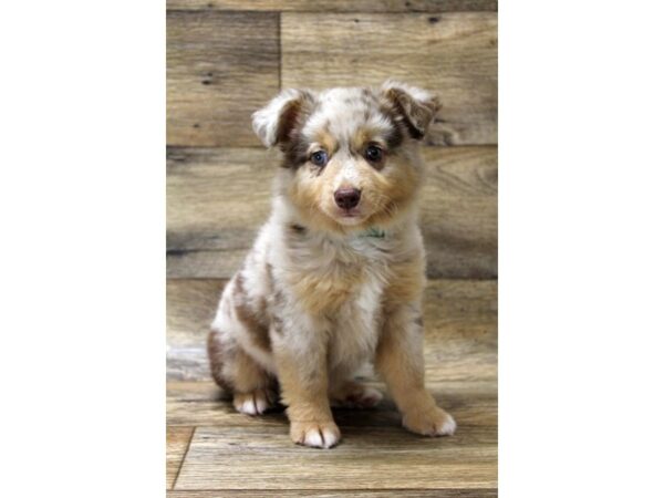 Miniature Australian Shepherd DOG Female Red Merle 1594 Petland Florence, Kentucky