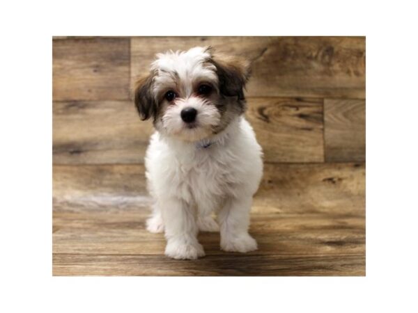 Papillon/Maltese DOG Female Gold / White 1595 Petland Florence, Kentucky