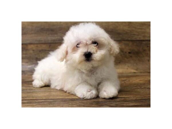 Maltese-DOG-Female-White-1596-Petland Florence, Kentucky