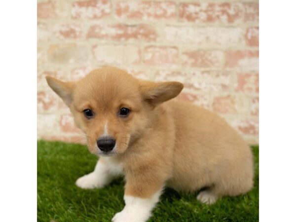 Pembroke Welsh Corgi DOG Male Red / White 1597 Petland Florence, Kentucky