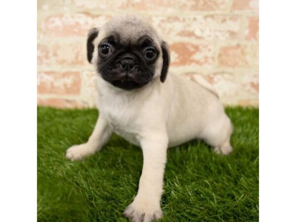 Pug-DOG-Female-Fawn-1598-Petland Florence, Kentucky