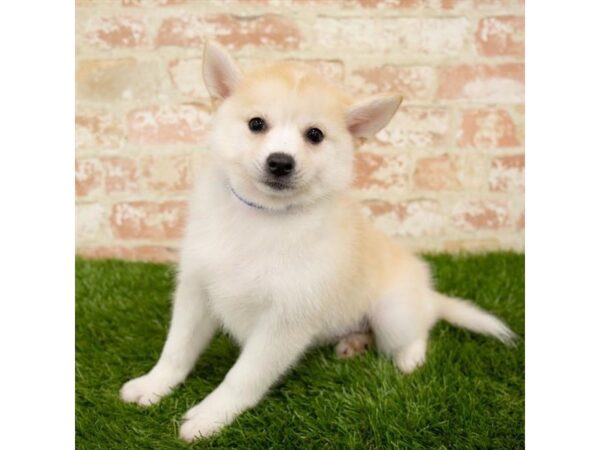 Pomsky-DOG-Female-Red-1599-Petland Florence, Kentucky
