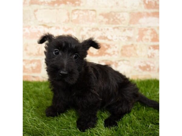 Scottish Terrier DOG Female Black 1600 Petland Florence, Kentucky