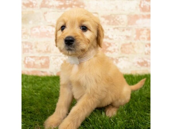 Goldendoodle DOG Female Golden 1601 Petland Florence, Kentucky