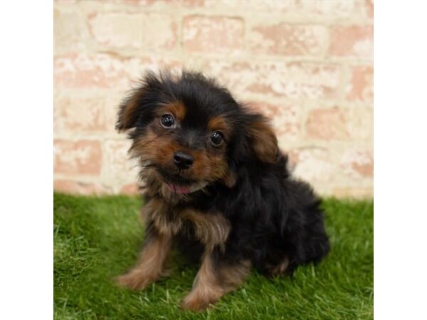 Yorkshire Terrier-DOG-Male-Black / Tan-1602-Petland Florence, Kentucky