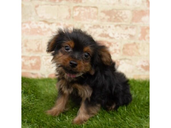 Yorkshire Terrier DOG Male Black / Tan 1602 Petland Florence, Kentucky