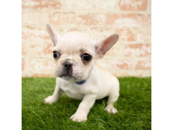 French Bulldog DOG Male Cream 1604 Petland Florence, Kentucky