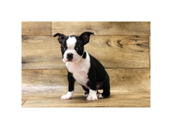 Boston Terrier DOG Male Black / White 1605 Petland Florence, Kentucky