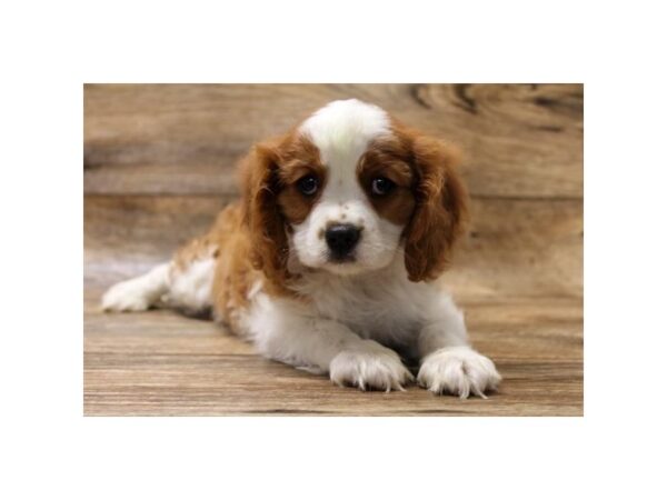 Cavalier King Charles Spaniel-DOG-Female-Blenheim-1607-Petland Florence, Kentucky