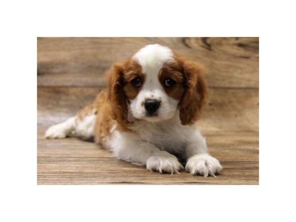 Cavalier King Charles Spaniel DOG Female Blenheim 1607 Petland Florence, Kentucky