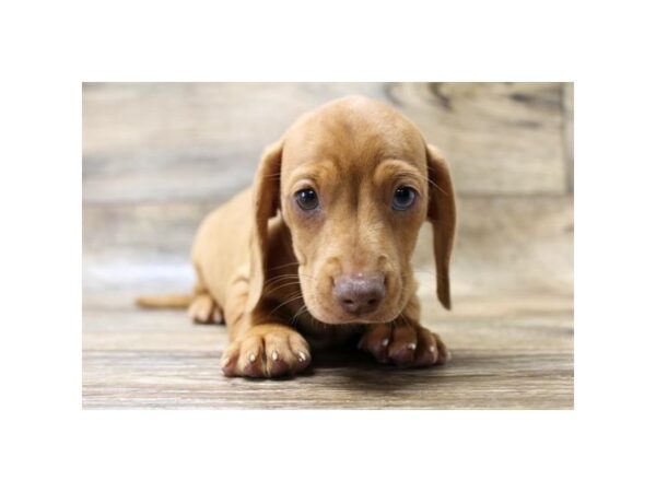 Dachshund-DOG-Male-Red-1608-Petland Florence, Kentucky