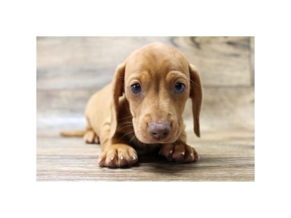 Dachshund DOG Male Red 1608 Petland Florence, Kentucky