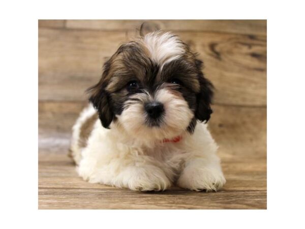 Teddy Bear DOG Female Gold / White 1609 Petland Florence, Kentucky