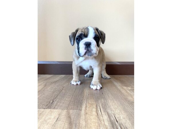 English Bulldog DOG Female Fawn / White 1619 Petland Florence, Kentucky