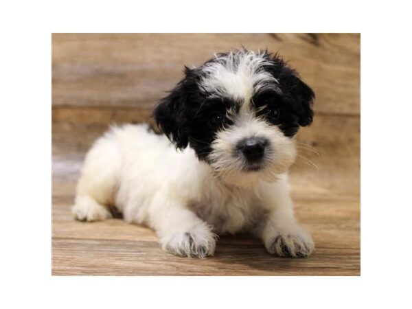 Yorkiepoo DOG Male Black 1610 Petland Florence, Kentucky